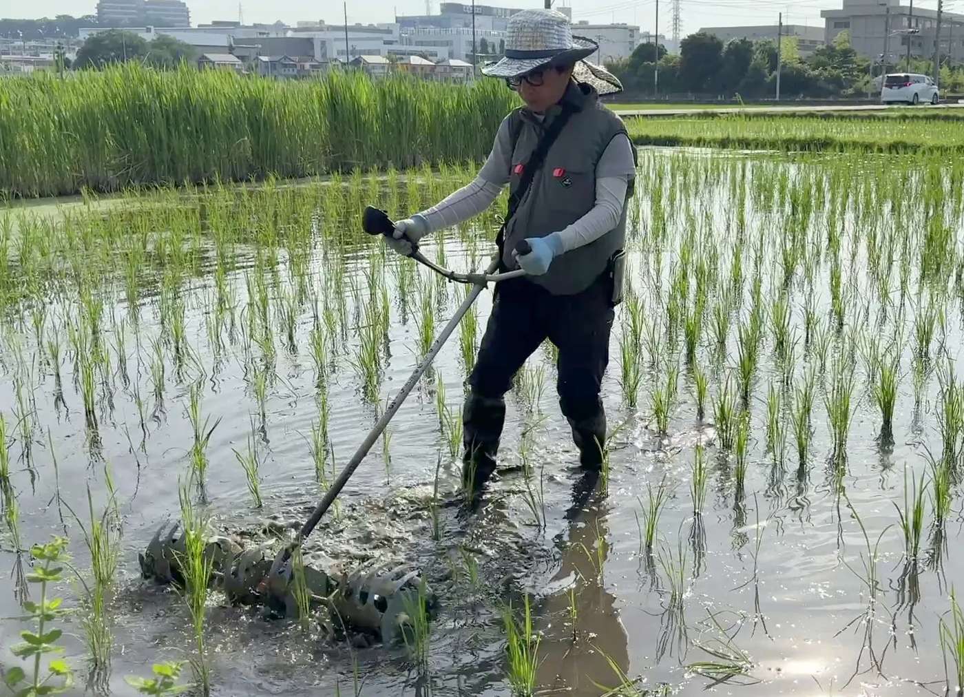 水の張られた田んぼの中で除草道具を使い作業するタムライスさん