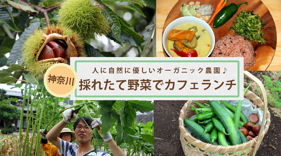 【神奈川県】季節の採れたて野菜を使ったカフェランチを楽しもう！