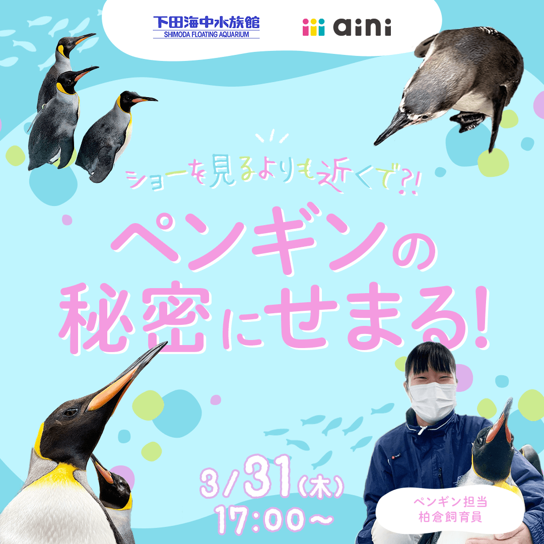 下田海中水族館/ショーを見るよりも近くで？！ペンギンの秘密にせまる！