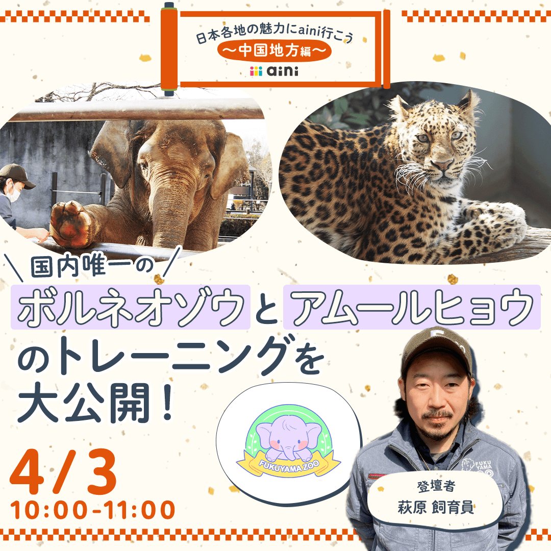 国内唯一のボルネオゾウとアムールヒョウのトレーニングを大公開！福山市立動物園