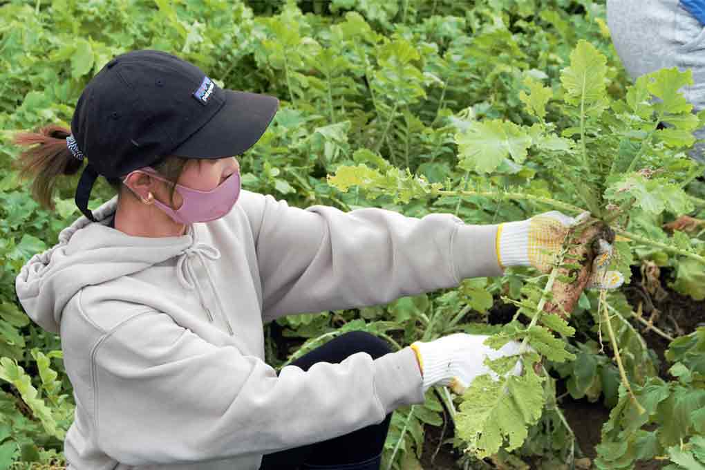 大根収穫