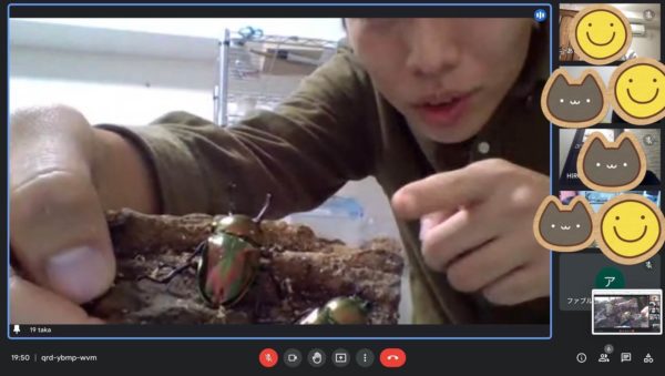 オンライン昆虫飼育相談