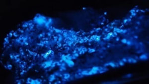 南房総の夜の海の不思議を体験！「ウミホタルの捕獲と観察ツアー」