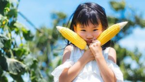 【千葉県】東京から1時間半！究極の朝どり💛トウモロコシ収穫体験