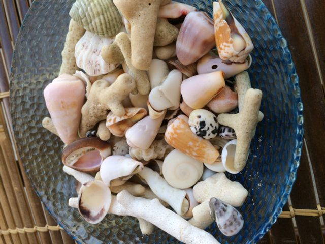 沖縄の海で拾った貝殻