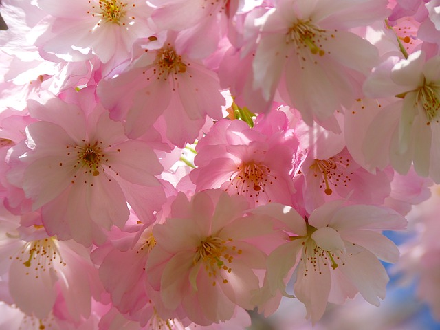 桜　フリー画像